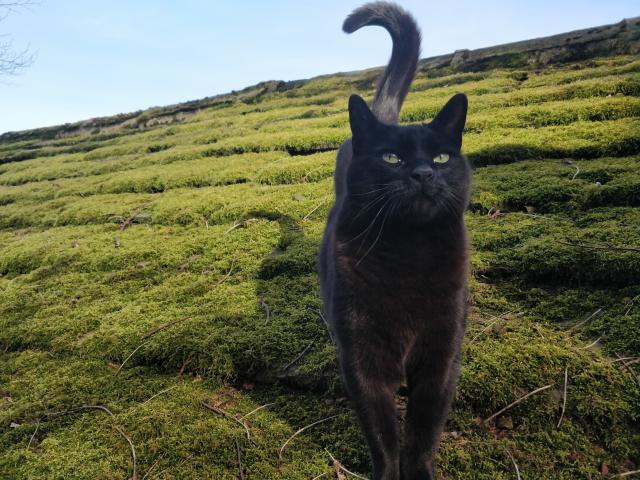 A black cat standing on a thick bed of moss, on a sloped stone tile roof. (Not that you can see the stones for all the moss.) The cat is looking out of shot, to somewhere above the photographer's head: their eyes match the colour of the moss. Their tail just fits in the frame, upright with a gentle curl at the top.
