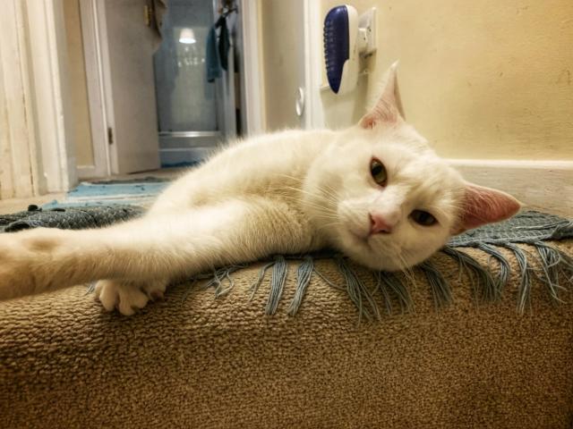 White cat lying at the top of the stairs looking into the camera