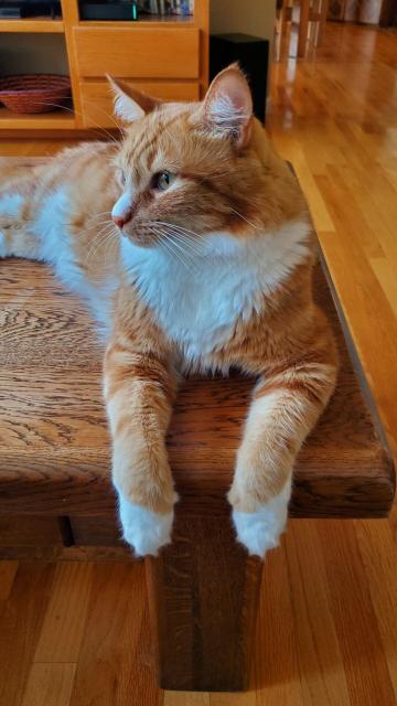 Orange and White clasdic tabby laying on table. With white tuxedo and white socks.