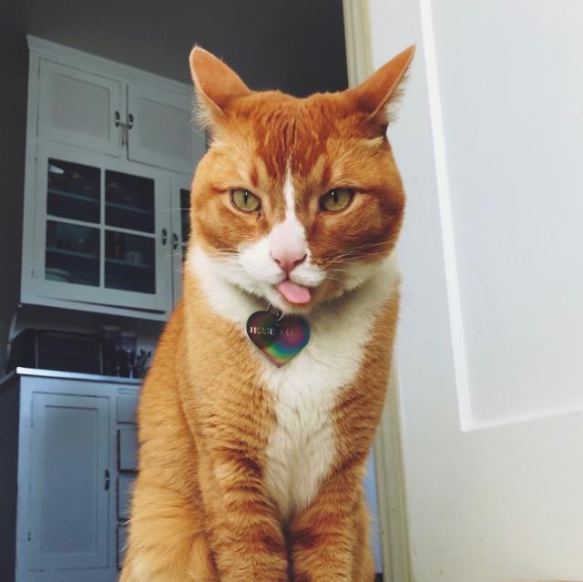 Photo of an adorable orange and white short-hair tabby cat sitting in the doorway to a kitchen—taken from a low angle so he is prominent in the center. His ears are pointed back and his tongue is sticking out to the side in a comical manner as if he’s blowing raspberries in jest. Although the expression in his face is quite serious which only makes the scene that much funnier. 😹