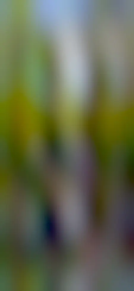 Stepping stones across a stream at Bodnant Garden, Wales.

Large, flat-topped boulders in the stream lead to the other side which is bright and luminous with lush green grass, bushes and colourful trees in various shades of green and yellow. These reach up into a blue sky that has little white clouds. A green trellis swing gate which can block this route across the stream is open, acting as a handrail to help you cross.