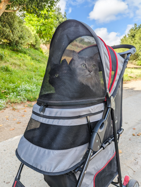 Two of my cats being pushed in an outdoor stroller.