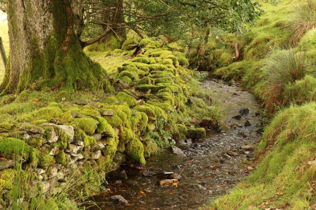 a small beck flows through the intimate scene, to the right a tussocky grass banking, to the left a tumbled down dry stone wall covered in moss beyond which we can see the feet of a couple of large trees also being encroached on by the moss