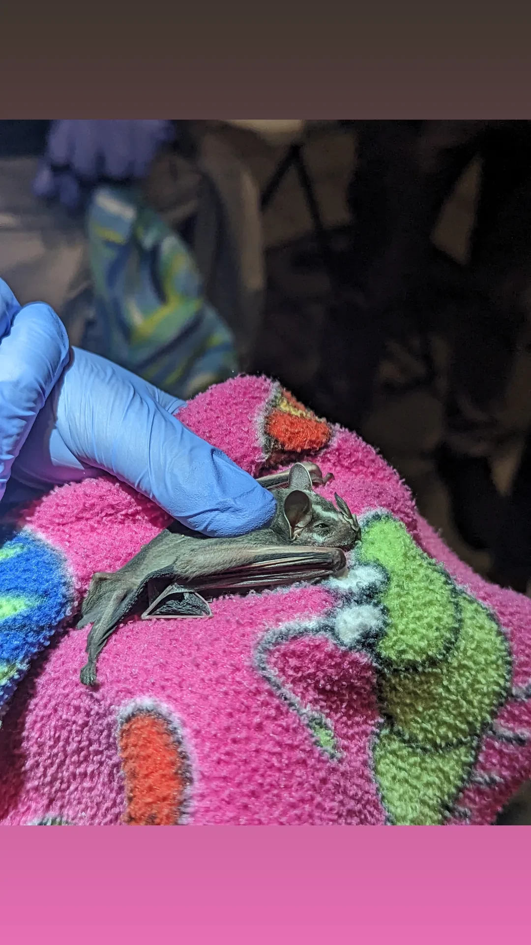 Cute uroderma bat!