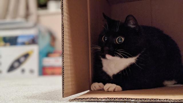 An alert tuxedo cat with enlarged pupils, sat inside a cardboard box, looking defensive and confused. She has 'paw paw roach' playing in her head.
