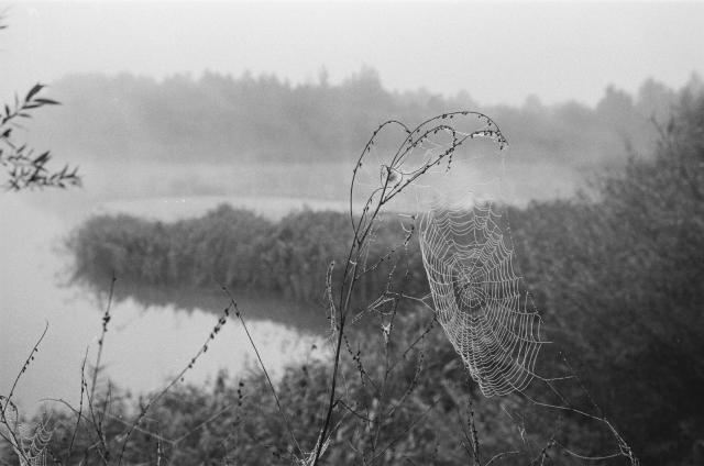 black and white film photo.
A forest lake with a branch of a plant growing on the shore in the foreground. A spider's web covered with drops of moisture is stretched on it.
Fog is drifting on the water. A blurred image of the opposite shore covered with trees can be seen in the background