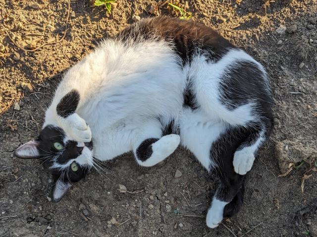 Smudge, rolling around in dirt, tummy up.