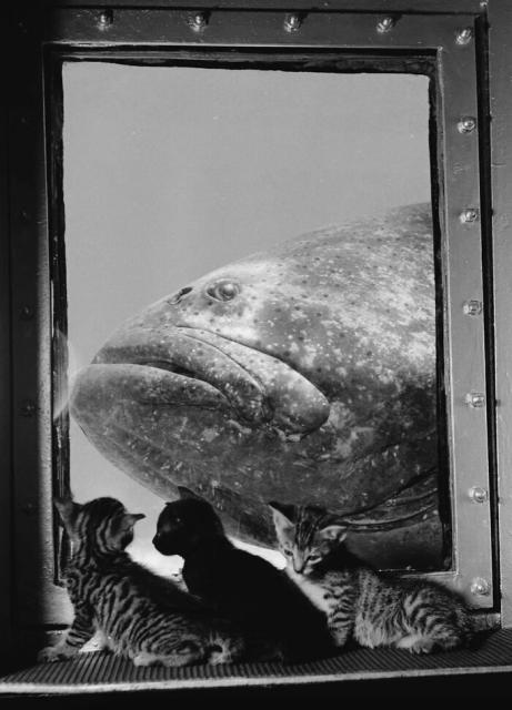 kittens and grouper