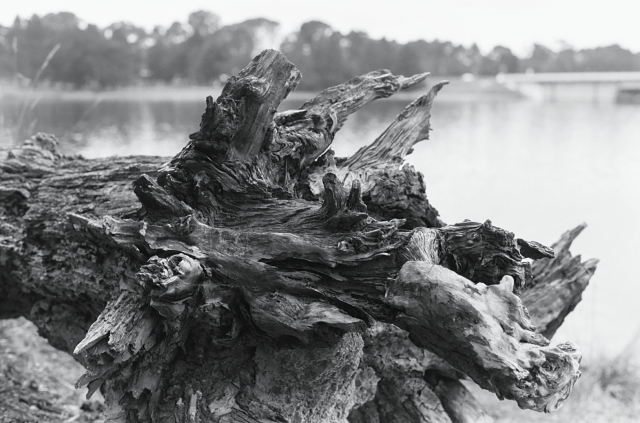 Black and white image of the gnarled roots of a fallen tree.  There is a lake in the background and the far shore of the lake is visible in the distance.