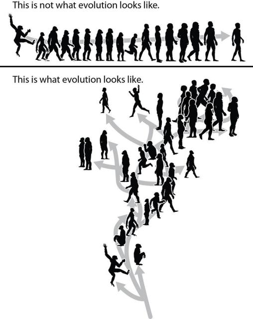Evolution as many people think it looks: a linear path from one species to another to modern humans vs what evolution really looks:  branching in many directions into many species

Credit: @keesey@sauropods.win 