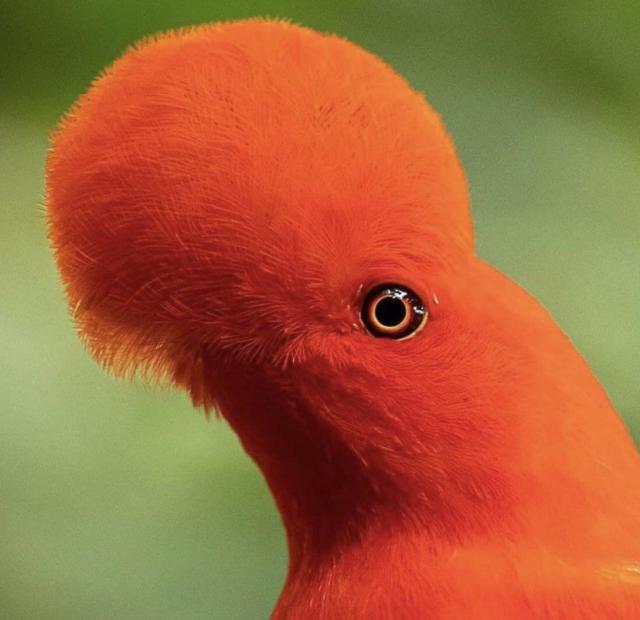 The head of an Andean Cock-of-the-rock, a South American bird with “brilliant red-orange plumage, black & white wings & a large fan-like crest that almost completely obscures its bill.”

Credit unknown.
