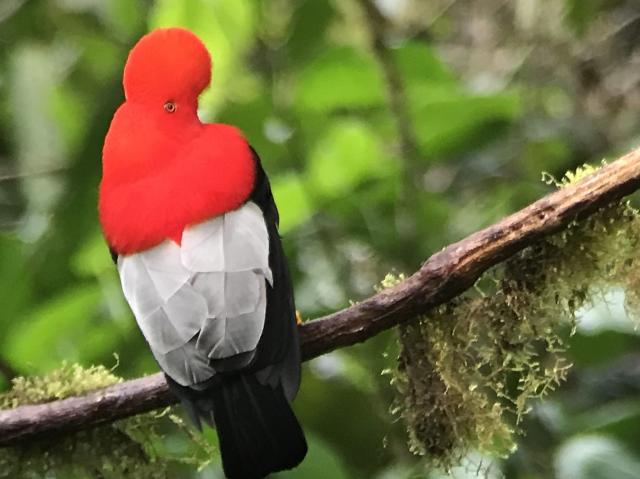An Andean-cock-of-the-rock (medium sized bird with a large round red crest, white back and black tail) sits on a branch with many epiphytes in a cloud forest