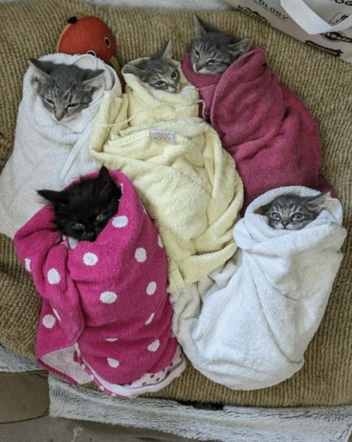 kittens wrapped in towels