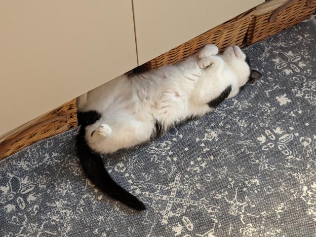 Lucy the Cat sleeping on her back under the bathroom cupboards.