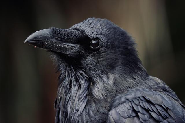 Portrait of a Common raven 