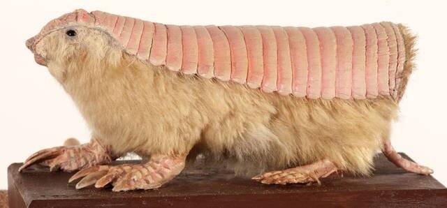 Pink fairy armadillo. A small, tube-shaped creature with soft beige fur on the underside, and pink sectioned armor on its back. Small black beady eyes, tiny pink nose, large pink digging feet. The butt is flat, and serves as a plug when the armadillo burrows into a hole.