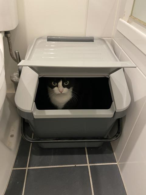 A light grey bin about 40cm high with a rectangular flap as the lid. The flap is open and a black and white cat is looking out from inside the bin.