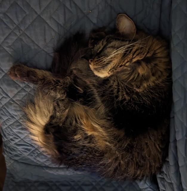 Fluffy cat curled up on the sofa