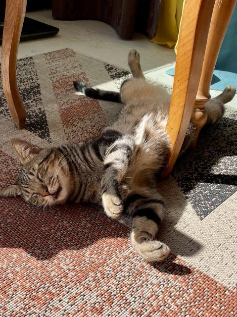 Tabby cat sleeping in the sun, in his back with the front paws stretched out. He looks very relaxed and content.