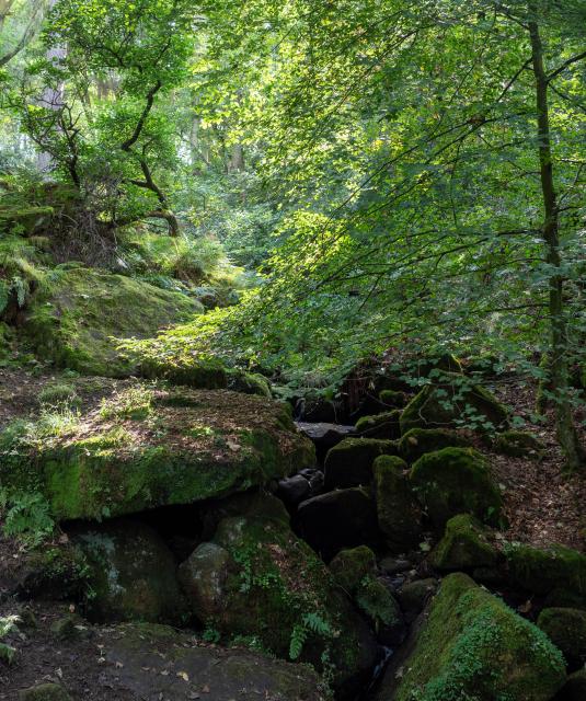 Woodland photo. Dark rocky stream leads up and left to a crescent of sunlit leaves framing a dark twisted tree.