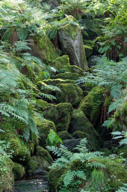 Moss covered rocks and ferns in a stream bed, here and there catching the late afternoon light.