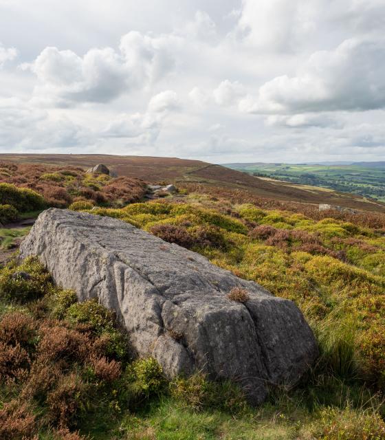 A large gritstone boulder on open moorland, the purple heather turning  brown. All under soft autumn light.