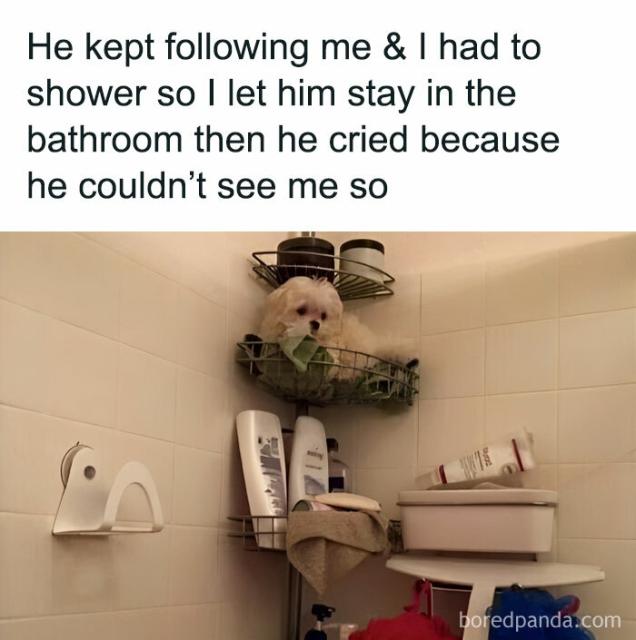 dog in shower