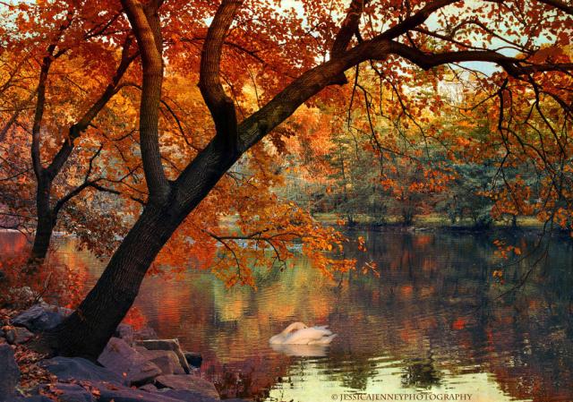  A white swan floats in a pond in peak autumn under an overhanging maple tree with colorful reflections.
By Jessica Jenney         