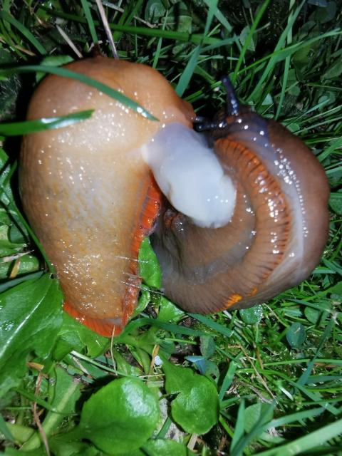 Two slugs in the garden. Curled up next to each other with a strange white thing between them.