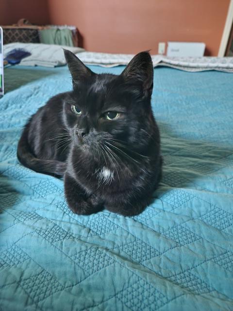 Black cat lying on a bed with a calm confident expression on his face