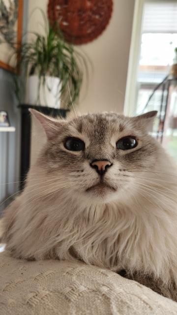 Photo of a white and gray siberian cat face looking affronted with blue eyes 