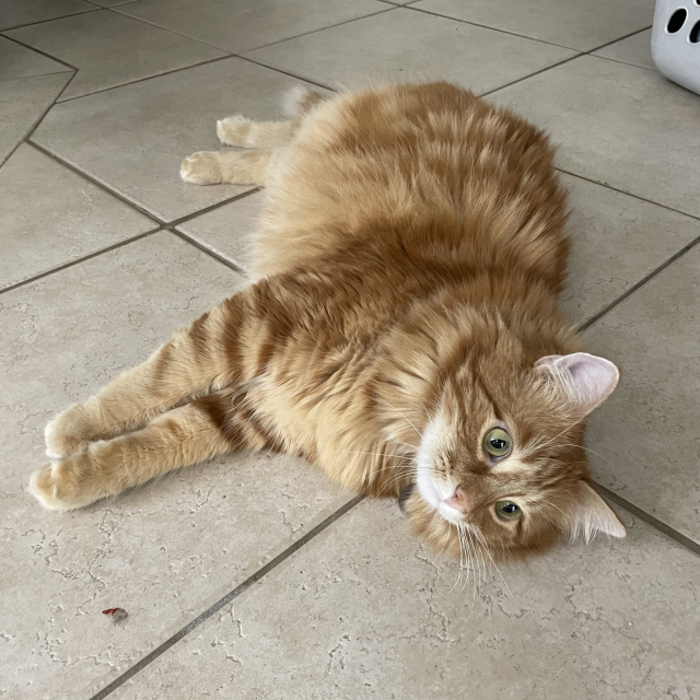 Orange Maine coon lying on its side, staring blankly off into the distance. There isn’t a single thought in that little head of theirs.