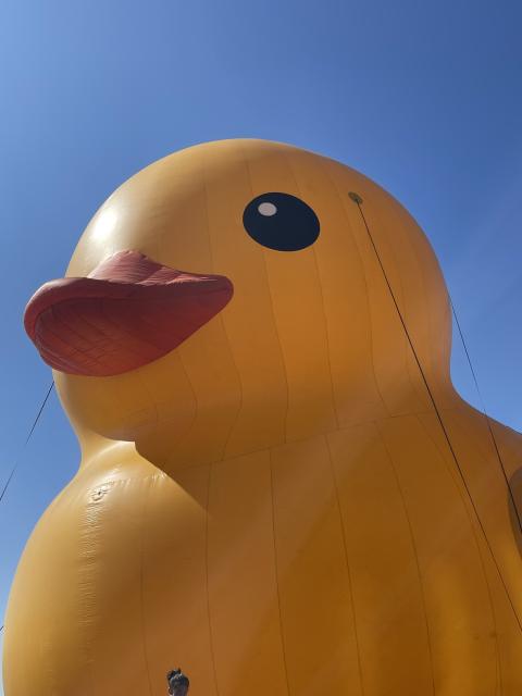 A close-up photo of the humongous rubber duck. You can see it’s orange beak, black eyes, and a few of the wires that are holding it still. The sky is perfectly blue behind it as it was a gorgeous September day when this photo was taken. 