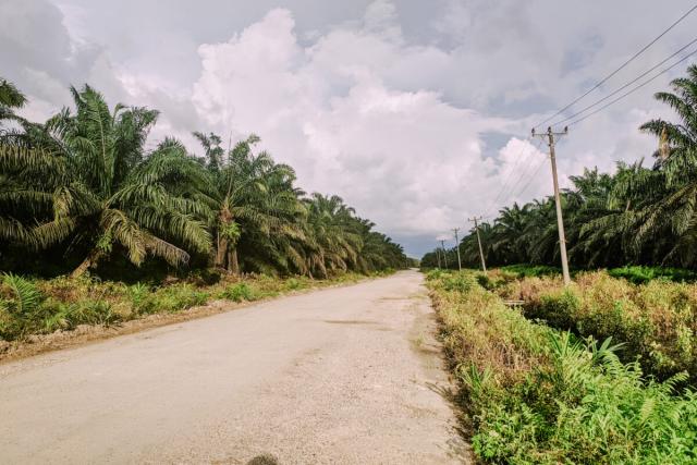 Kellogg’s latest to freeze Indonesian supplier over palm oil violations