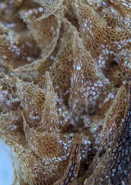 Net-like cell structure of approximately triangular, brown fern scales.