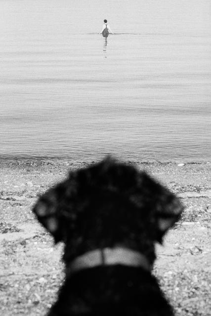 A labradoodle keeps an eye on her girl as she swims.