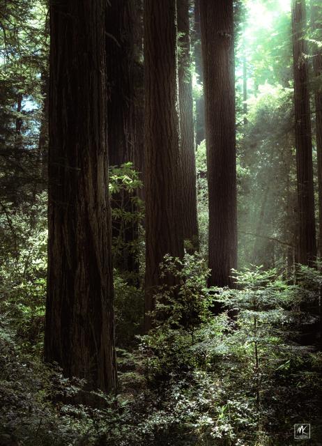 Color photo of trees in a redwood forest with thick forest floor vegetation. Sunlight is coming in from the upper right and where it beams through in places it lights up the plants and tree trunks.