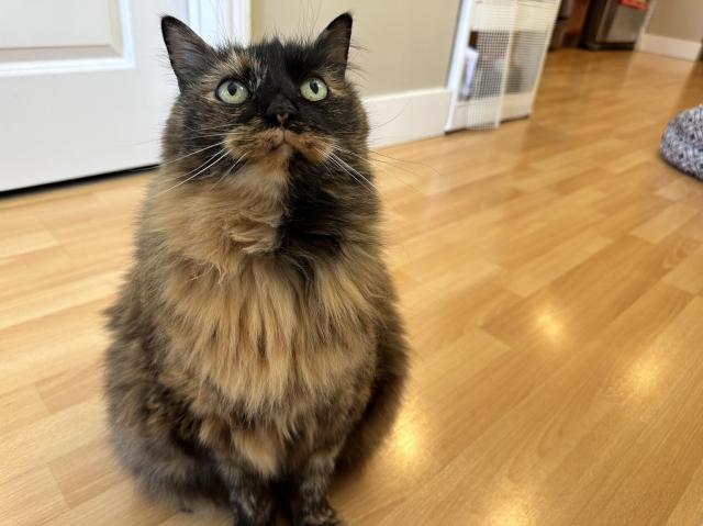 A large tortoiseshell cat with fluffy fur