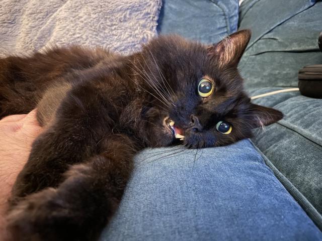 A photo of a fluffy black cat laying sideways on the couch. His eyes are wide and his mouth is slightly agape. 
