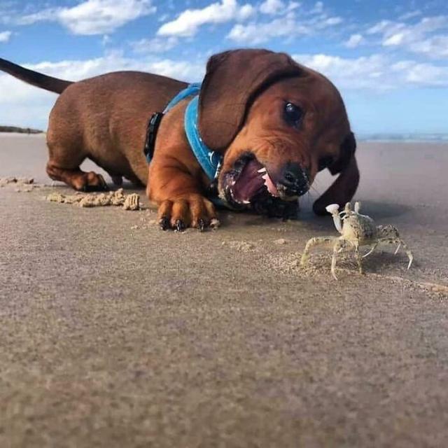 dog and crab