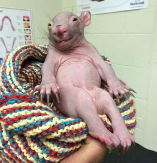 baby wombat