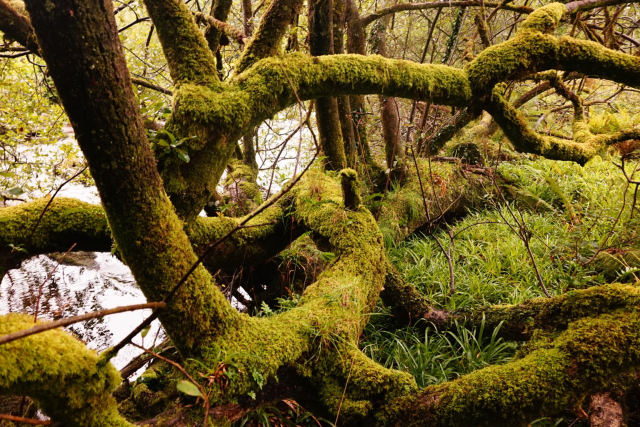 Twisty moss bound willow branches next to a river.