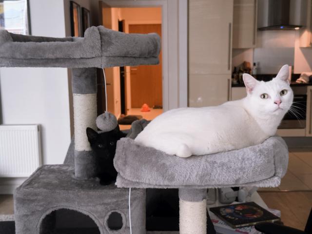 Goose and Zero sitting next to each other on a cat tree