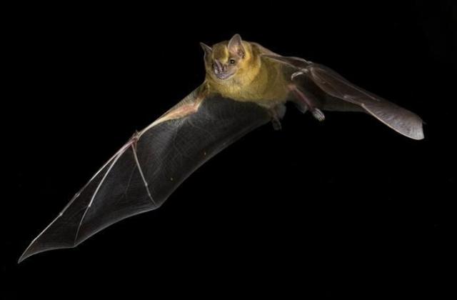 Photograph of Artibeus jamaicensis, the Jamaican fruit bat