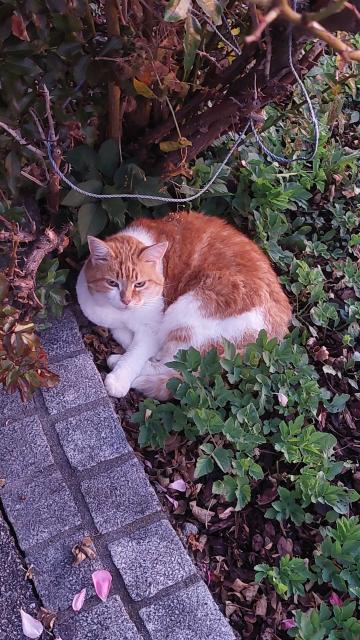 Rot weisse Katze liegt bei einem Busch mit leicht zusammengepressten Augen. Im Vordergrund sieht man Steine und ein paar grüne Pflanzen.