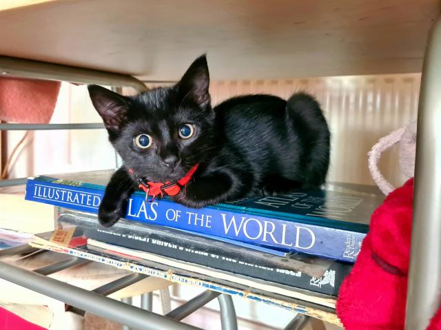 A tiny black kitten with an orange collar sits on top of an illustrated atlas of the world.