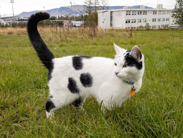 A black and white cat standing in some grass with a white building in the distance and mountains behind.