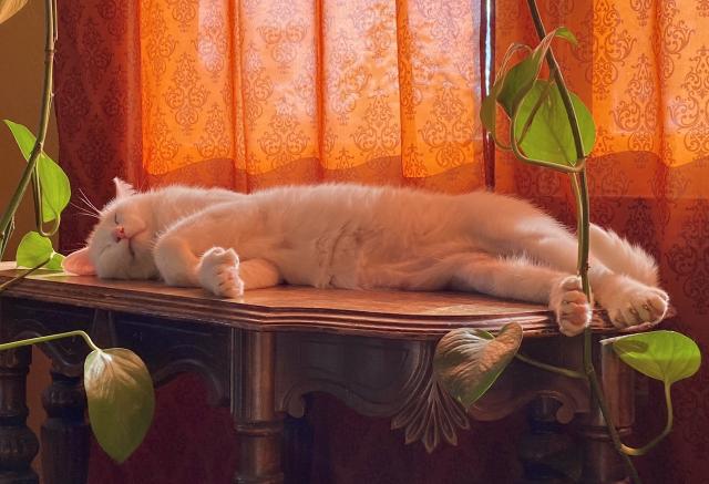 A fluffy, white, 26-toed cat sleeps on a wooden table before sheer, orange curtains the sun is shining through. Strands of a Pothos plant hang down from above, and the beast’s back, right flipper-paw (because five toes!) touches one of them. #Caturday