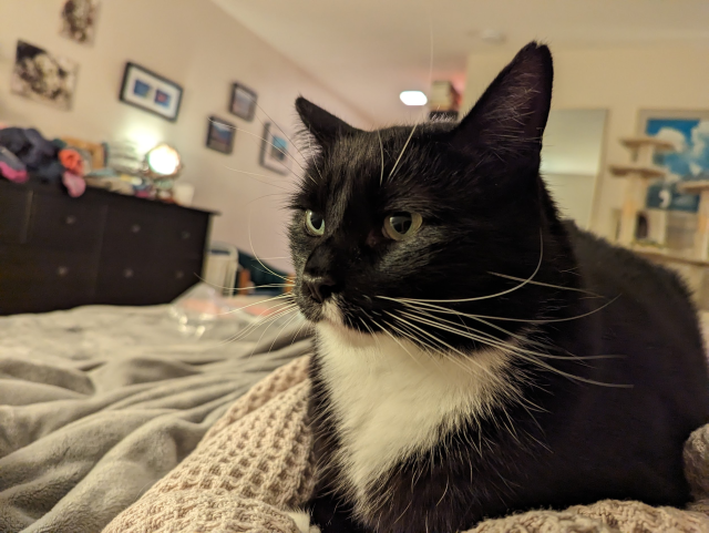 Oliver the tuxedo cat sitting on a bed unsure of having his photo taken