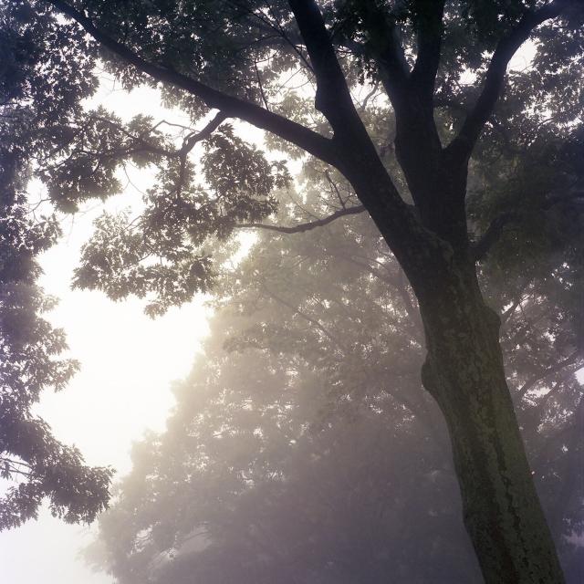 A near monochrome color photograph of ghostly trees in the fog in Shenandoah National Park, an otherworldly experience.